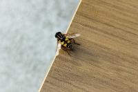 Helophilus pendulus
