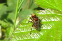 Sicus ferrugineus