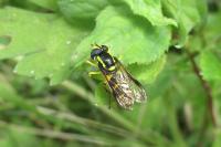 Xanthogramma dives