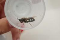 Stratiomys singularior