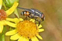 Stomorhina lunata