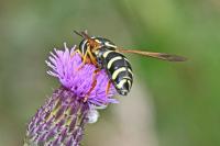 Chrysotoxum festivum