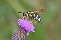 Chrysotoxum festivum