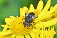 Eristalinus sepulchralis
