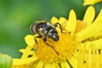Eristalinus sepulchralis