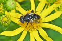 Eristalinus sepulchralis