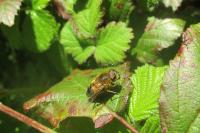 Eristalis tenax