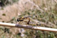 Sphaerophoria scripta