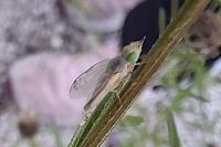 Acanthiophilus helianthi