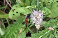 Cylindromyia bicolor