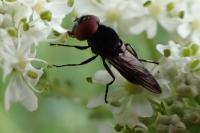 Chrysogaster solstitialis