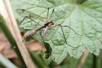 Ptychoptera albimana