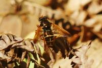 Caliprobola speciosa