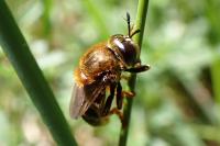 Microdon sp. (myrmicae/mutabilis)