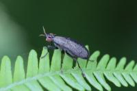 Coremacera marginata