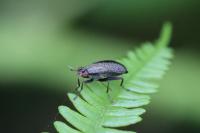 Coremacera marginata