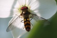 Meliscaeva auricollis