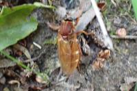 Coenomyia ferruginea