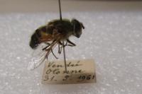 Eristalis similis