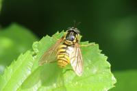 Chrysotoxum cautum