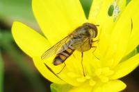 Episyrphus balteatus