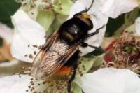 Volucella bombylans var. bombylans