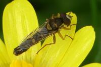 Sphaerophoria scripta