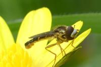 Sphaerophoria scripta