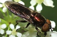 Riponnensia splendens