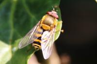 Myathropa florea