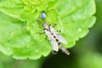 Chironomus