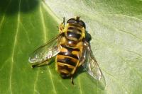 Myathropa florea