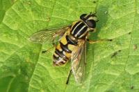 Helophilus pendulus