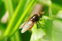 Rhingia campestris