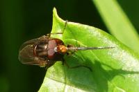 Rhingia campestris