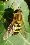Syrphus ribesii
