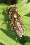 Xylota segnis