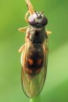Melanostoma scalare