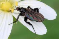 Empis pennipes