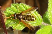 Caliprobola speciosa