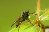 Empis tessellata