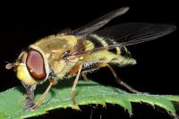 Syrphus vitripennis