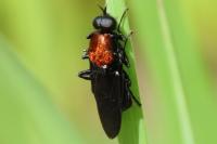 Clitellaria ephippium