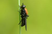 Clitellaria ephippium