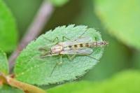 Chironomus plumosus