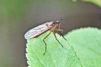 Empis