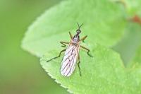 Empis