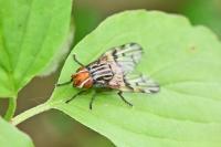 Otites porcus