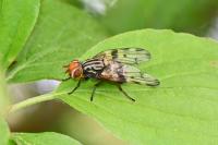 Otites porcus
