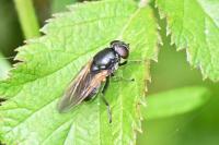 Cheilosia albitarsis